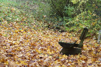 Autumn leaves on tree trunk