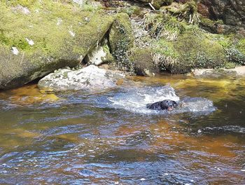 Ducks on rock in water