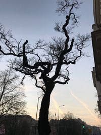 Low angle view of silhouette tree against sky
