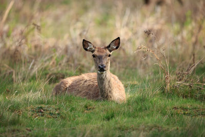 Portrait of meerkat on field