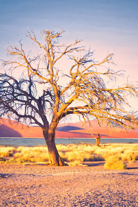 Bare tree on field against sky during sunset