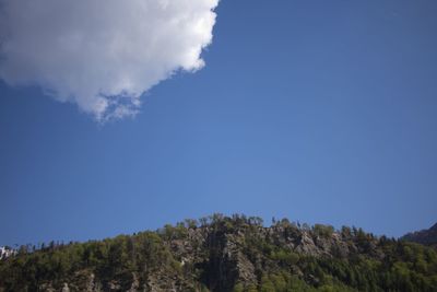 Low angle view of trees against sky