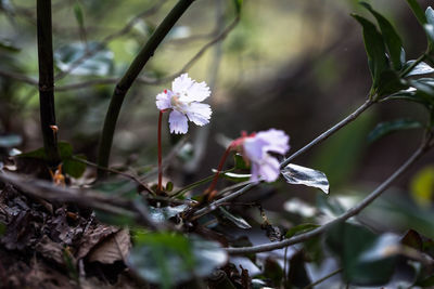 Close-up of white flowers