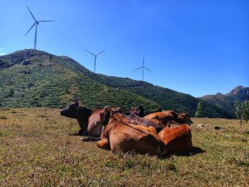 View of horse on field against sky
