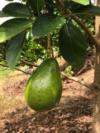 Close-up of fruits growing on field