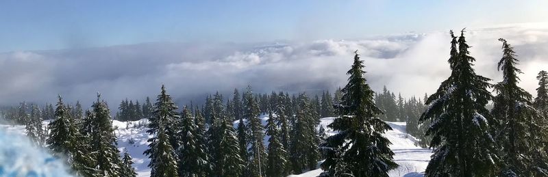 Panoramic view of pine trees against sky