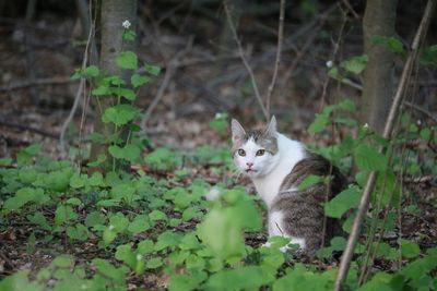 Cat resting on a field