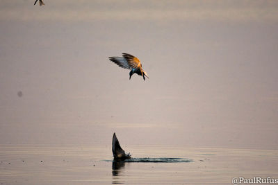 Bird flying over sea against sky