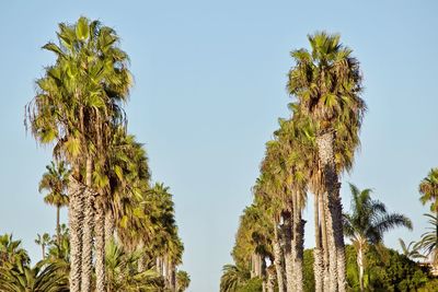 Low angle view of palm trees against clear blue sky