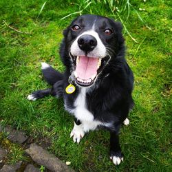 Portrait of black dog lying on grass