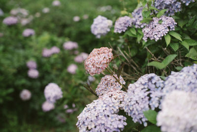 Close-up of purple flowering plant on field