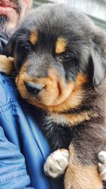 Close-up portrait of dog relaxing at home