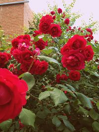 Close-up of red rose