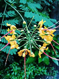 Close-up of plant against blurred background