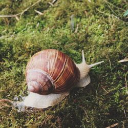 Close-up of snail on grass