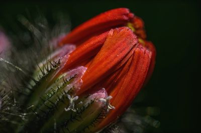 Close-up of red rose flower