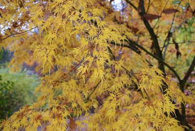 Close-up of yellow maple leaves on tree