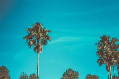 Low angle view of palm trees against blue sky