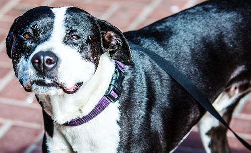 Close-up portrait of a dog