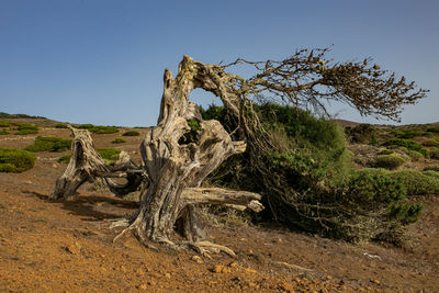 Driftwood on tree trunk against clear blue sky