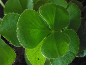 Close-up of fresh green plant