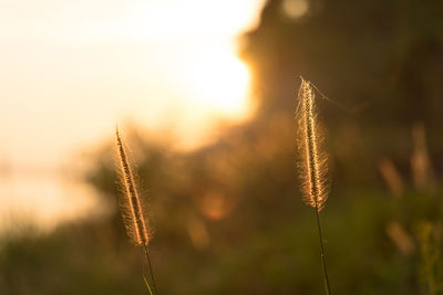 Close-up of stalks against sky at sunset