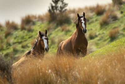 Horses in a field