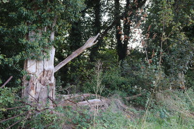 Trees in forest