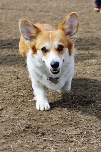 Close-up portrait of dog