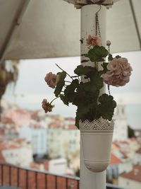 Close-up of flowers against built structure