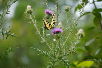 Close-up of pink thistle flowers