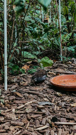 View of an animal on wood in forest