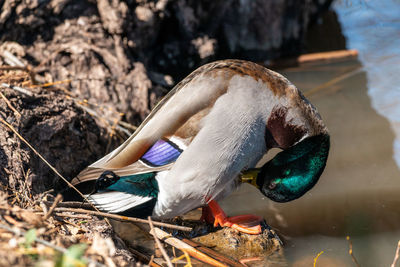 High angle view of mallard duck