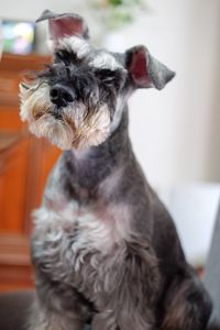 Close-up of dog at home