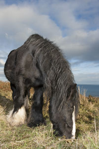 Portrait of a horse grazing in the field