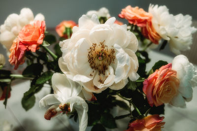 Close-up of white roses