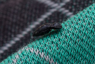 Close-up of lizard