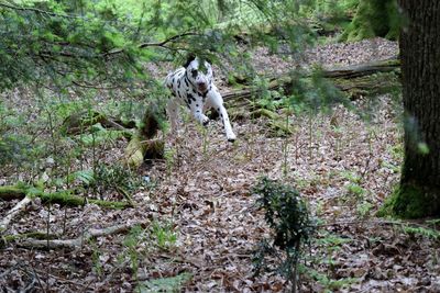 Dog running in park