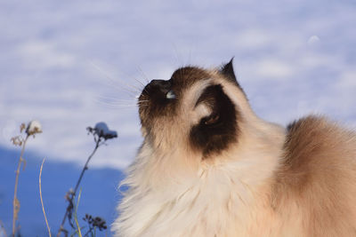 Close-up of a horse against sky