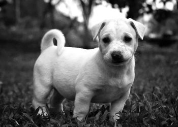 Close-up of dog on field