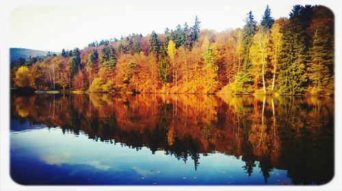 Reflection of trees in calm lake