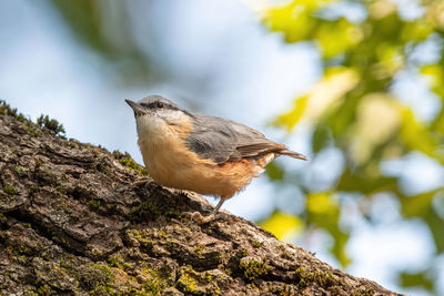 Close-up of bird perching on rock