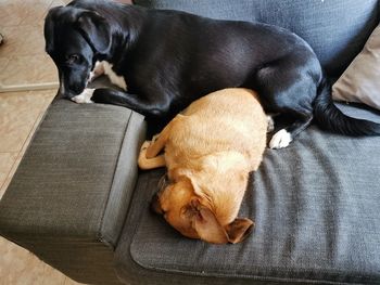 High angle view of puppy relaxing at home