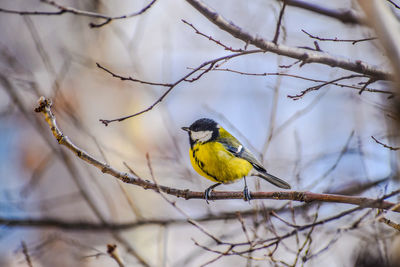 Close-up of bird perching on branch