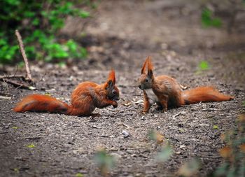 View of squirrel on field