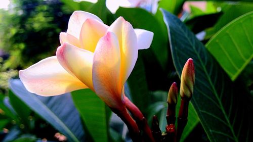 Close-up of flower blooming outdoors