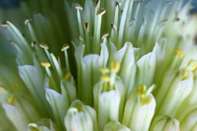 Full frame shot of white flowering plants