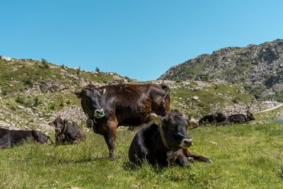 Group of wild cows while grazing free in a valley of the dolomites