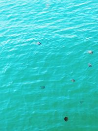 High angle view of birds swimming in water