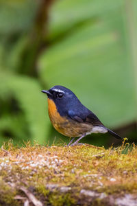 Close-up of bird perching on a field